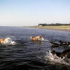 Blanding af racer Balou (Modt. t. parring)