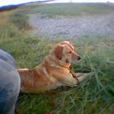 Blanding af racer Balou (Modt. t. parring)