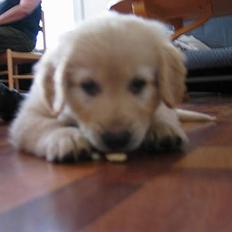 Golden retriever Buller