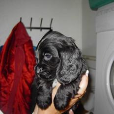 Cocker spaniel Bastian R.I.P :o( (død)