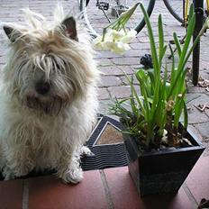 Cairn terrier Chanelle