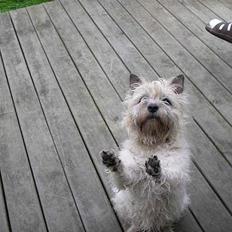 Cairn terrier Chanelle