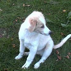 Blanding af racer Sazu DØD R.I.P. 12/10-05