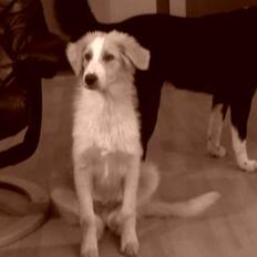 Blanding af racer Sazu DØD R.I.P. 12/10-05