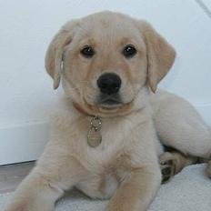 Labrador retriever Tessa (Gobbo)