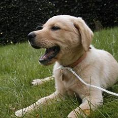 Labrador retriever Tessa (Gobbo)