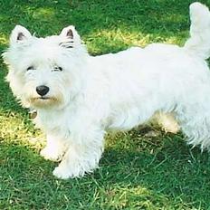 West highland white terrier Dodo KALDET TILDE R-I-P