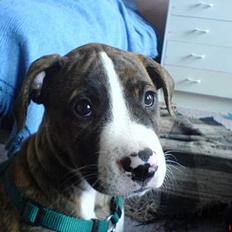 Amerikansk bulldog Lester