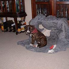 Amerikansk bulldog Mackie