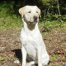 Labrador retriever Zena