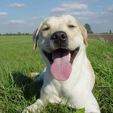 Labrador retriever Zena