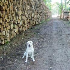 Labrador retriever Zena