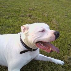 Amerikansk bulldog *Tjako*