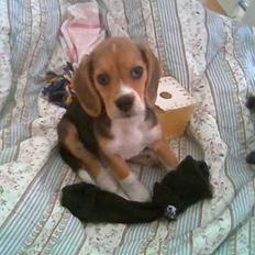 Beagle Frida