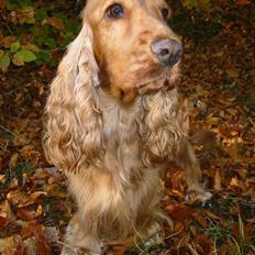 Cocker spaniel Penlope