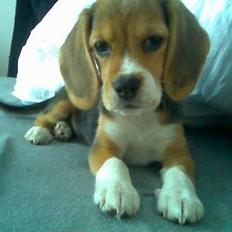 Beagle Frida