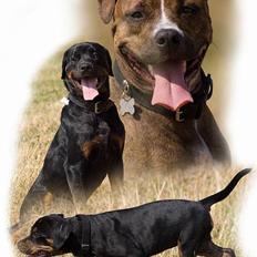 Amerikansk staffordshire terrier Freja *3-9*