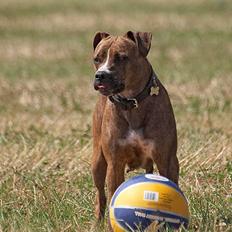Amerikansk staffordshire terrier Freja *3-9*