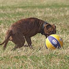 Amerikansk staffordshire terrier Freja *3-9*