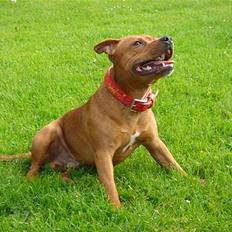 Staffordshire bull terrier Taco *Aarslevs Dekko*