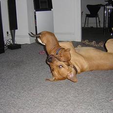 Staffordshire bull terrier Taco *Aarslevs Dekko*