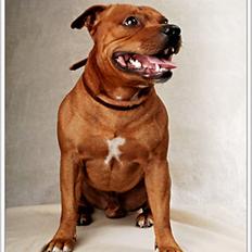 Staffordshire bull terrier Taco *Aarslevs Dekko*