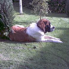 Sankt bernhardshund Buller