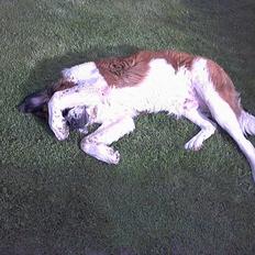 Sankt bernhardshund Buller