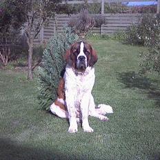 Sankt bernhardshund Buller