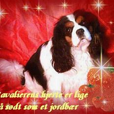 Cavalier king charles spaniel Sofus (død 8 / 6 - 08)