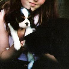 Cavalier king charles spaniel Sofus (død 8 / 6 - 08)