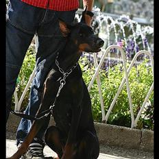 Dobermann Dafne Van´t Liethohof