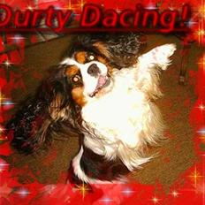 Cavalier king charles spaniel Sofus (død 8 / 6 - 08)