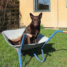 Australsk kelpie Clara