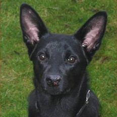 Australsk kelpie Ginny