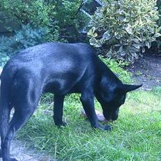 Australsk kelpie Ginny