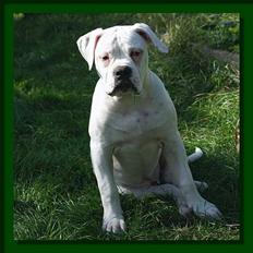 Amerikansk bulldog Østergaard's Mike