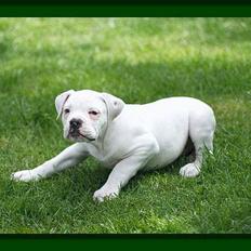 Amerikansk bulldog Østergaard's Mike