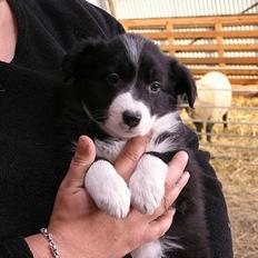 Border collie Linn