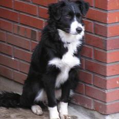 Border collie Linn
