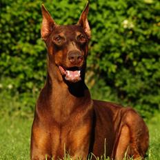 Dobermann Carina Al-Bet R.I.P.