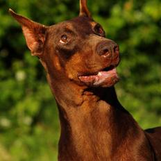 Dobermann Carina Al-Bet R.I.P.