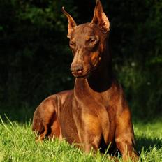 Dobermann Carina Al-Bet R.I.P.