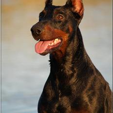 Dobermann Rocky-Dobi Deby R.I.P.