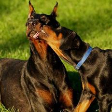 Dobermann Rocky-Dobi Deby R.I.P.