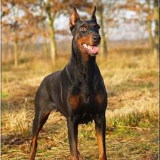 Dobermann Rocky-Dobi Deby R.I.P.