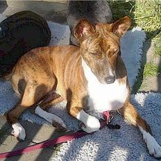 Basenji Mickey