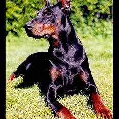Dobermann Genning's Baron R.I.P.