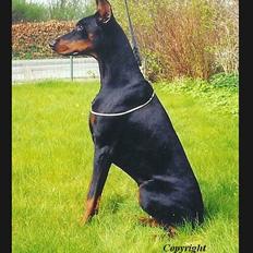 Dobermann Genning's Baron R.I.P.