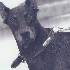 Dobermann Genning's Baron R.I.P.
